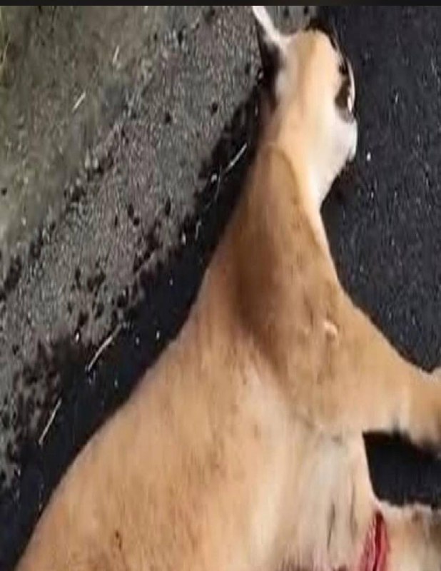 Felino de grande porte morre atropelado na Anhanguera 🐾🚨