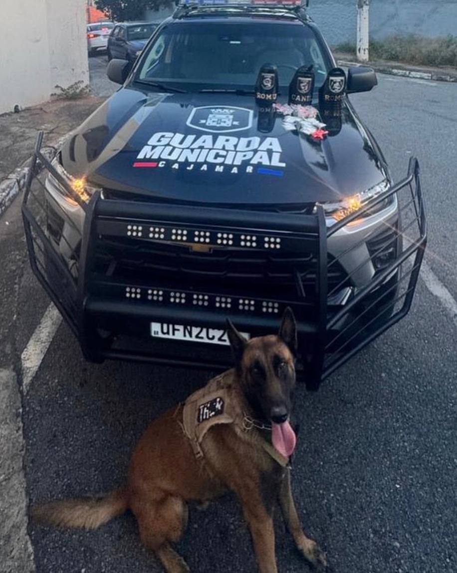 Cão Thor: fundamental no combate ao tráfico de entorpecentes